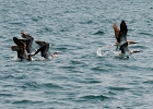 PVR2014 (15)  Blue footed boobies PVR